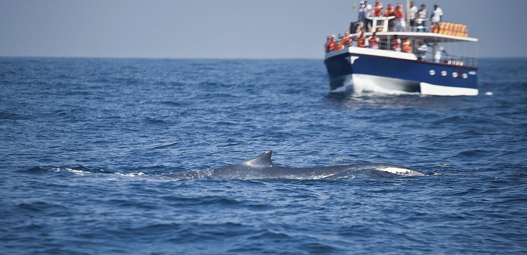 travelling around sri lanka with children: whale watching