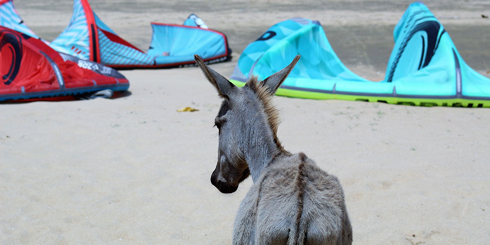 Au Sri Lanka, le kitesurf est l’une des activités incontournables. Ne réfléchissez plus, venez au Sri Lanka pour pratiquer le kitesurf École de kitesurf au Sri Lanka